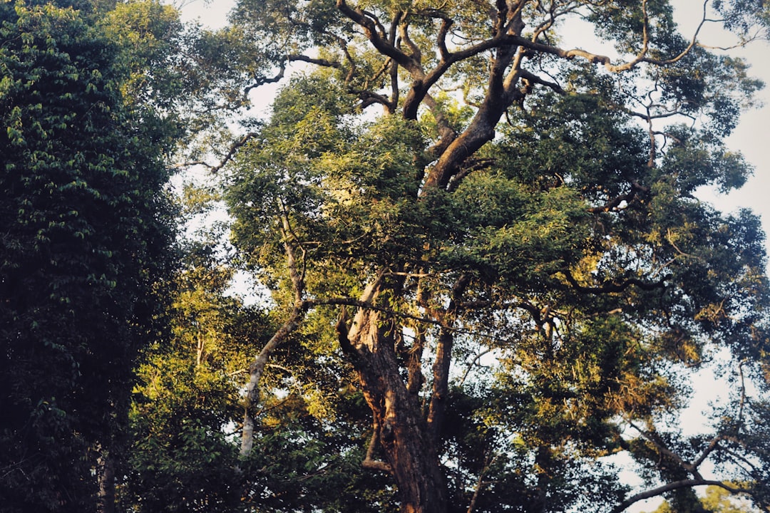 Frischer Wind in der Adventszeit mit einem Eukalyptus Adventskranz