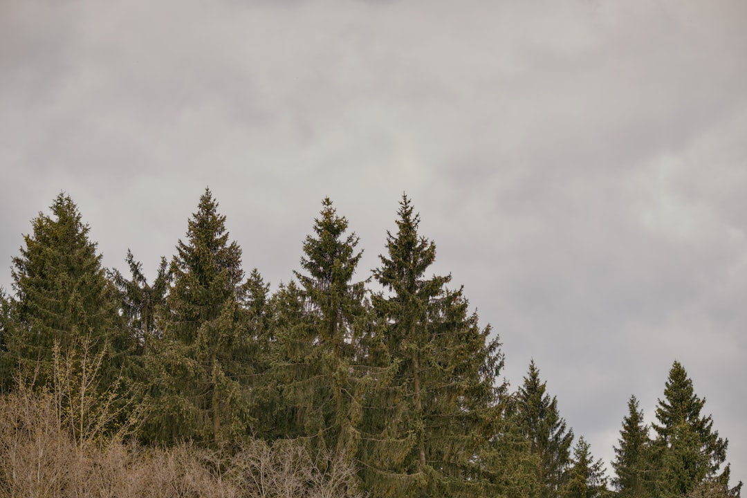 Nele Lindemann: Ein Leben zwischen Musik und Persönlichkeit